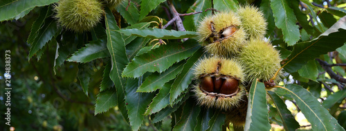 Chestnuts in hedgehogs hang from chestnut branches just before harvest, autumn season.  Ideal for a website header or background. The wide format offers ample copy space.