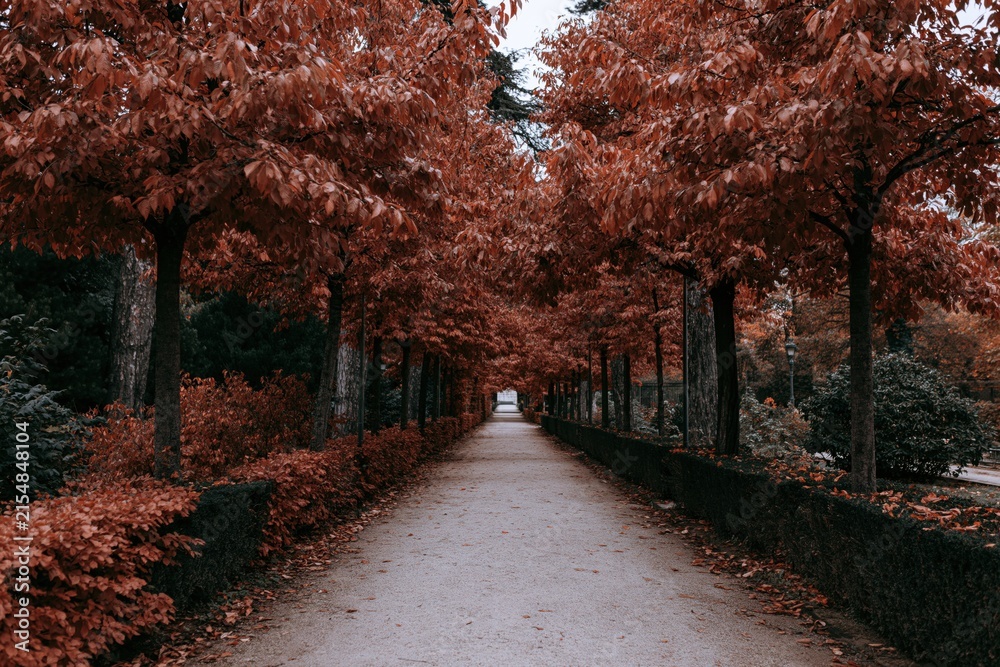 Obraz premium The Tree Lined Path Through an Autumn Forest with Orange Leaves