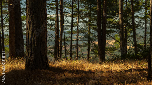 Konstfotografi The sun in a pine forest