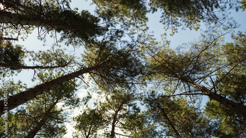 Konstfotografi A summer pine forest