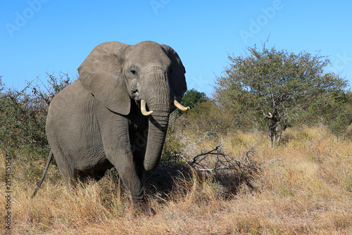 Photography Afrikanischer Elefant / African elephant / Loxodonta africana