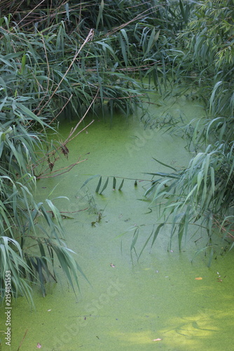 Картината върху платно A polluted pond covered in a thick layer of green algae, with reeds growing around the edges