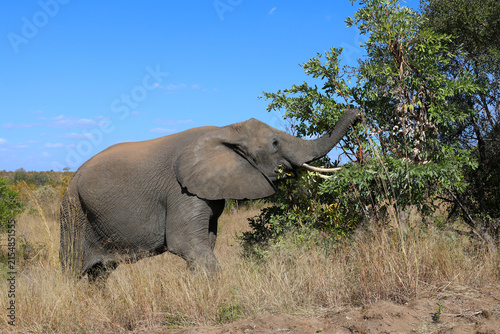 Photography Afrikanischer Elefant / African elephant / Loxodonta africana