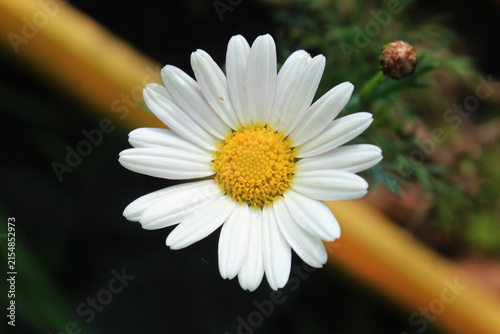 A vibrant botanical stock photo collection featuring close-up and macro photography of blooming flowers, including bright white daisies with yellow centers, aromatic purple lavender buds, and flowerin