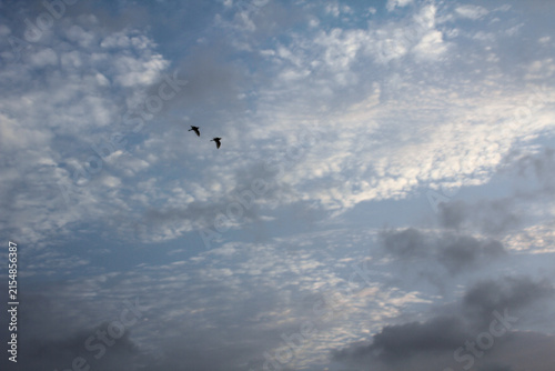 Bild auf Leinwand Dramatic cloudy sky with flying birds, textured blue sky background, natural atm
