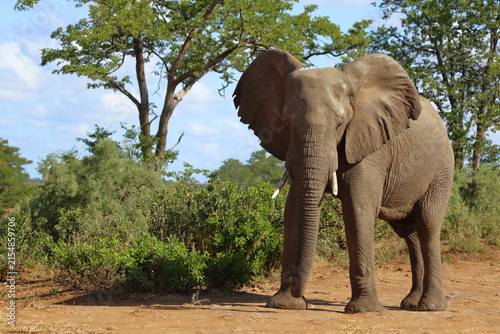Canvas Print Afrikanischer Elefant / African elephant / Loxodonta africana