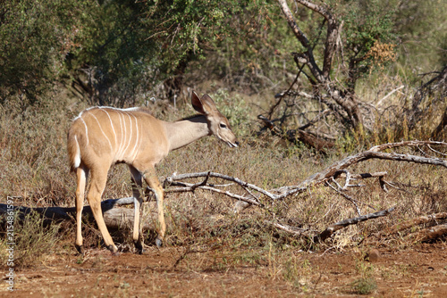 Quadro su tela Großer Kudu / Greater kudu / Tragelaphus strepsiceros