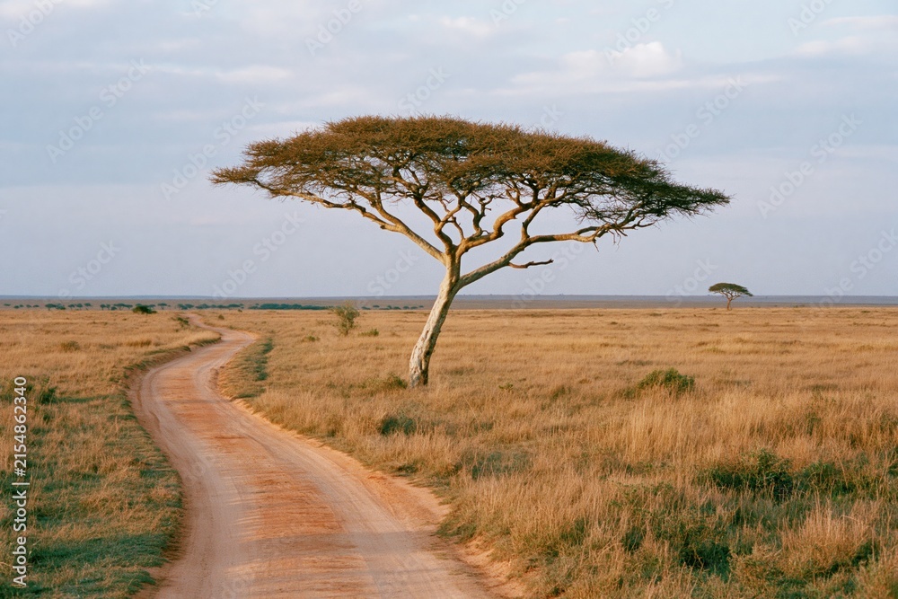 Obraz premium The Lone Acacia Tree on a Dusty Savannah Road at Sunset