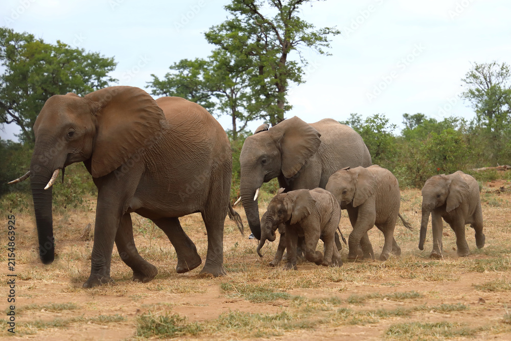 Fototapeta premium Afrikanischer Elefant / African elephant / Loxodonta africana