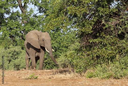 Photography Afrikanischer Elefant / African elephant / Loxodonta africana