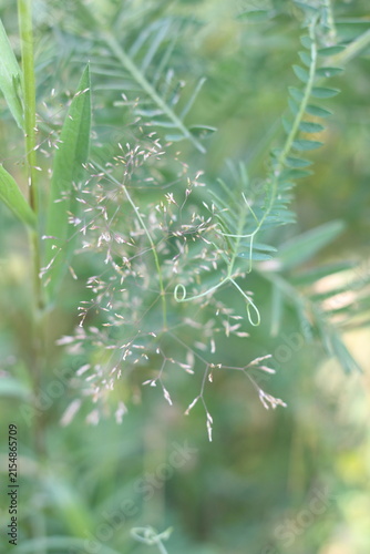 Foto Close-up shot of wild grass seed heads swaying gently in the breeze, with blurre