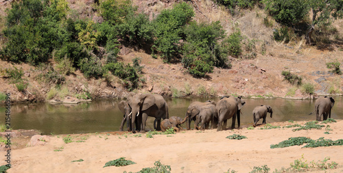 Картината върху платно Afrikanischer Elefant am Mphongolo River/ African elephant at Mphongolo River /