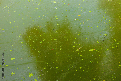 Fotografía Polluted green dirty water in lake with algae bloom, environmental pollution and