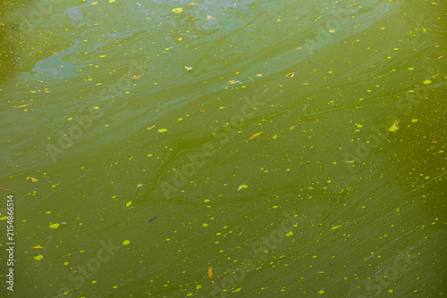 Fotografía Polluted green dirty water in lake with algae bloom, environmental pollution and
