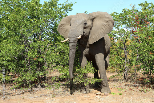 Canvas Print Afrikanischer Elefant / African elephant / Loxodonta africana