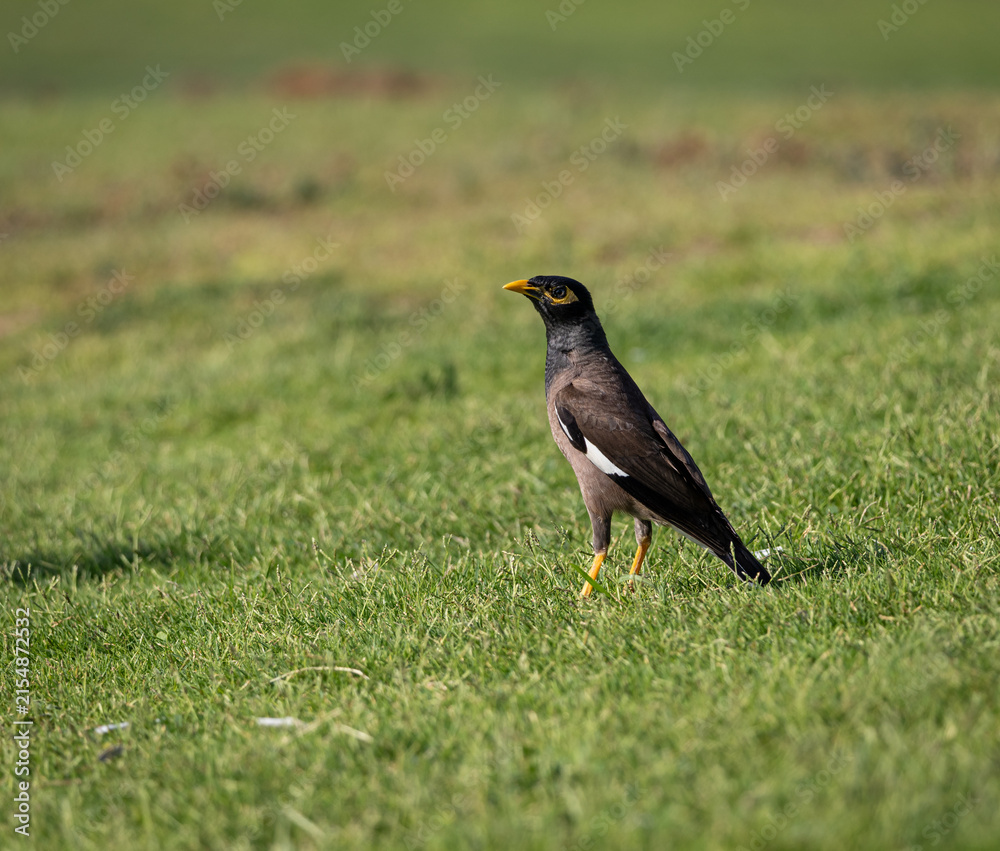 Obraz premium red winged blackbird