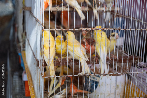 Bild auf Leinwand Cerdal, portugal; 08 10 2026 canaries and finches caged for sale in market