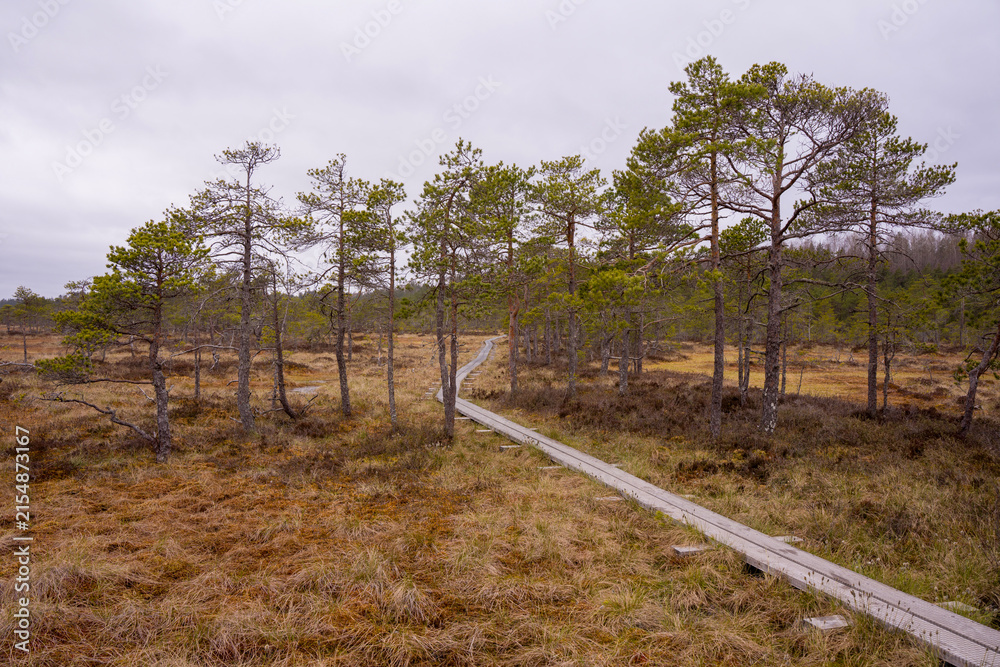 Obraz premium Wooden Boardwalk Through a Wetland Landscape