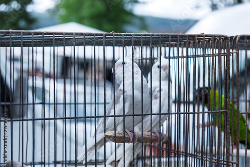 Fotografía Cerdal, portugal; 08 10 2026 white cockatiels perching inside bird cage for sale