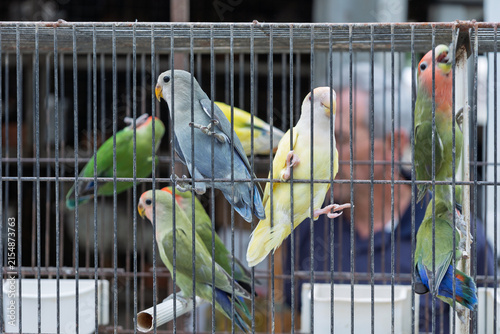 Fotografie Cerdal, portugal; 08 10 2026 lovebirds in a cage for pet trade