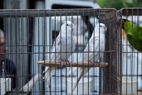 Foto Cerdal, portugal; 08 10 2026 white cockatiels perching in metal bird cages