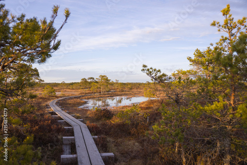 Wooden Boardwalk Through a Wetland Landscape