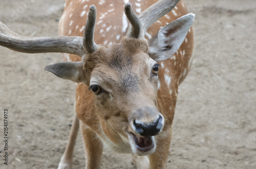Obraz na plátne European fallow deer with broad palmate antlers and spotted coat