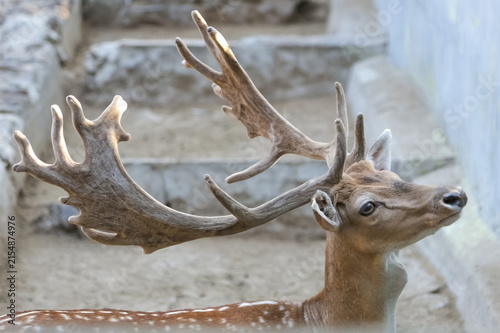 фотографія European fallow deer with broad palmate antlers and spotted coat
