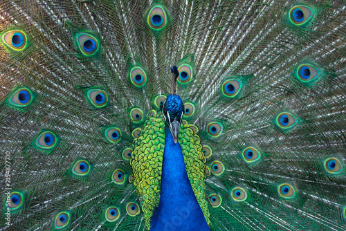 Pavo Real