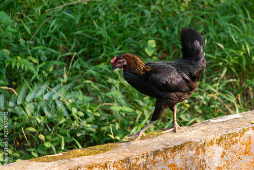 Free Range Domestic Hen Chicken Walking on Concrete Wall with Green Grass Background