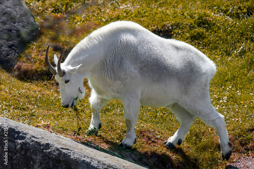 Rocky mountain goat - Oreamnos americanus