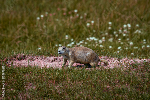Black-tailed prairie dog - Cynomys ludovicianus