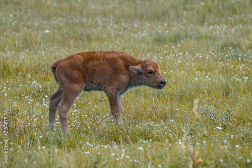 American bison calf - bison bison
