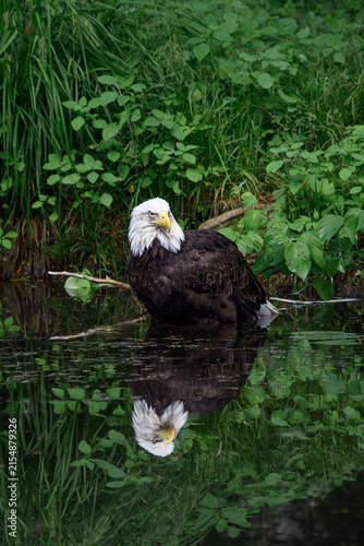 Bald eagle - Haliaeetus leucocephalus
