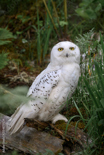 Snowy owl - Nyctea scandiaca