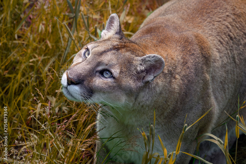 Cougar - Puma concolor