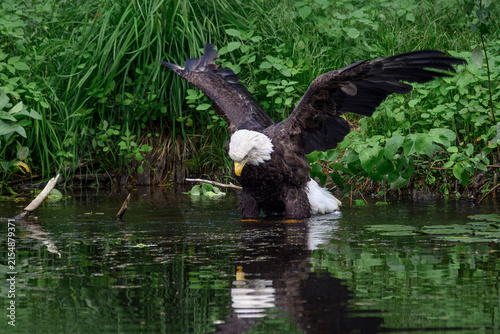 Bald eagle - Haliaeetus leucocephalus