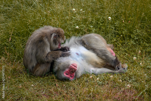 Fotografie Japanese macaque - Macaca fuscata