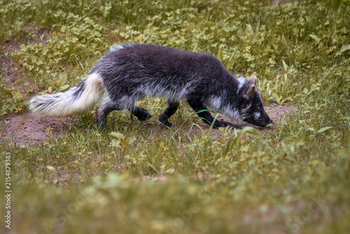 Arctic fox (summer coat) - Vulpes lagopus