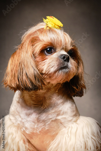 Cute Shih Tzu dog posing in a studio with a portrait shot. Hair tied into a bun with a hair elastic. Selective focus