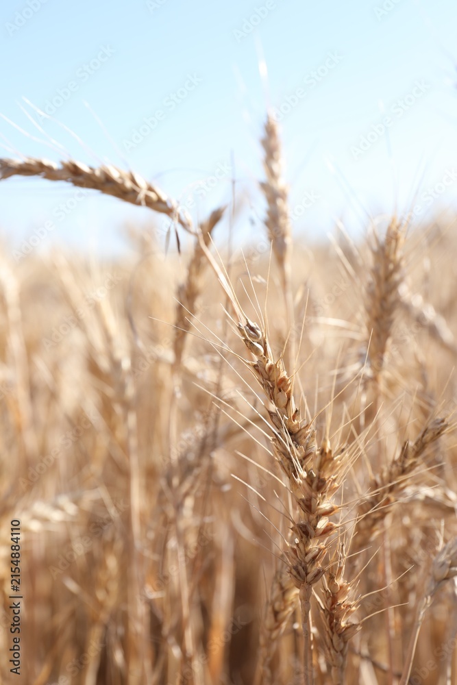 Fototapeta premium Golden wheat spikes growing in field on sunny day, closeup