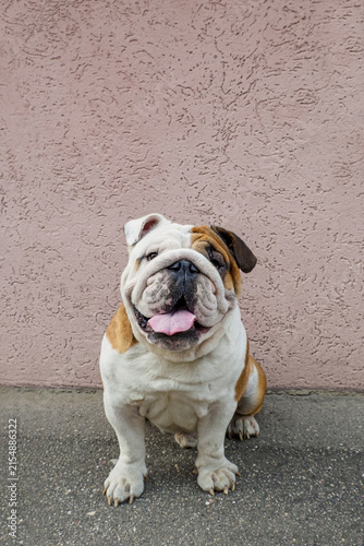 The English bulldog. Portrait of a smiling purebred dog. Pets.