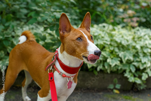 African barkless dog. A portrait of a Basenji dog in summer, during a walk.