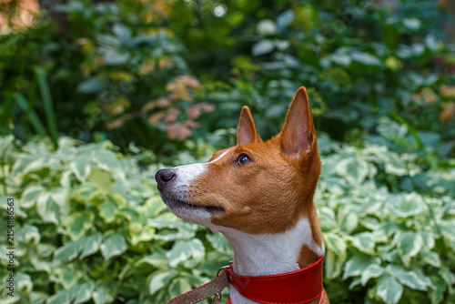 A portrait of a playful Basenji dog in a natural park.