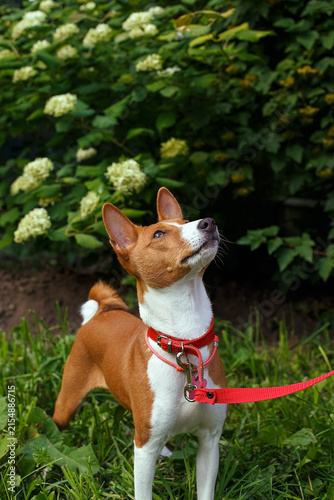 A portrait of a playful Basenji dog in a natural park.