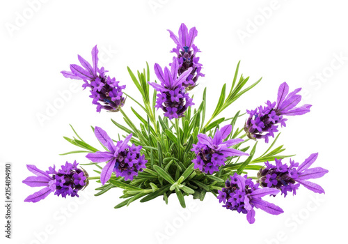 Cluster of vibrant purple lavender flowers with green leaves presented in a natural arrangement suitable for spa wellness and botanical design concepts.