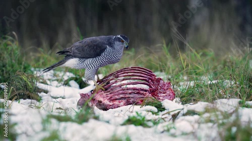 A goshawk, Astur gentilis, on the ribs of a deer. Natural circulation in nature. hawk feeding on dead bird in snowy grassy field. Winter.