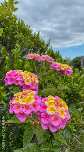 Lantana flowers blooming, in outdoor garden, with green foliage, cloudy sky, from a close-up perspective perspective, with pink, yellow accents, and serene and vibrant mood.