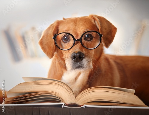 dog wearing glasses reading an open book