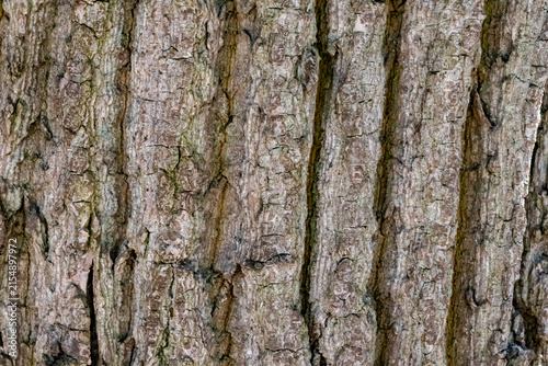 Obraz na plátně Rough tree bark texture showing natural organic patterns
